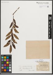 Foto von Salix triandra L.